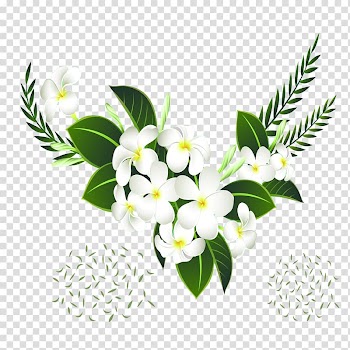White flowers, flower transparent background PNG clipart
