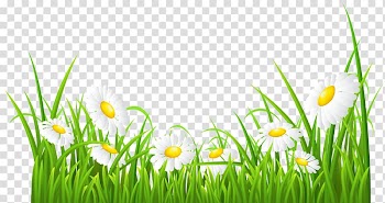 White flowers illustration, Common daisy , White Daisies and Grass transparent background PNG clipart