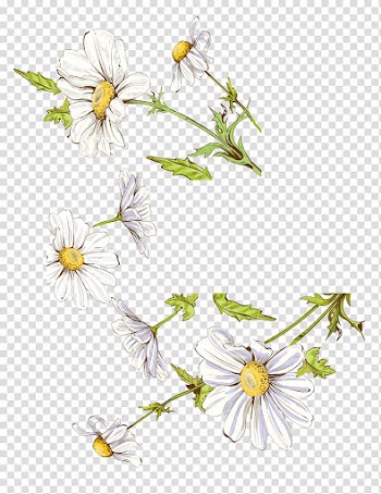 White flowers illustration, Drawing Illustration, Fresh watercolor painted floral decoration transparent background PNG clipart