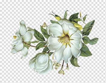 White flowers illustration, Flower Green Leaf Light, White flowers green leaves transparent background PNG clipart