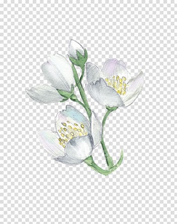 White flowers illustration, White Flower Plant Illustration, Watercolor flowers transparent background PNG clipart