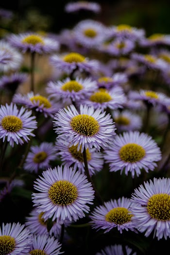 White Flowers in Bloom