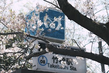 White Flowers in Bloom