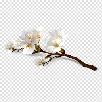 White flowers, National Cherry Blossom Festival Flower, Cherry blossoms transparent background PNG clipart