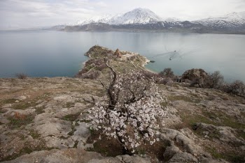 White Flowers Near Body of Water