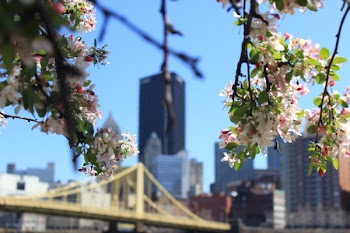 White Flowers on Tree Branch in Front of Building Structures during Day Time