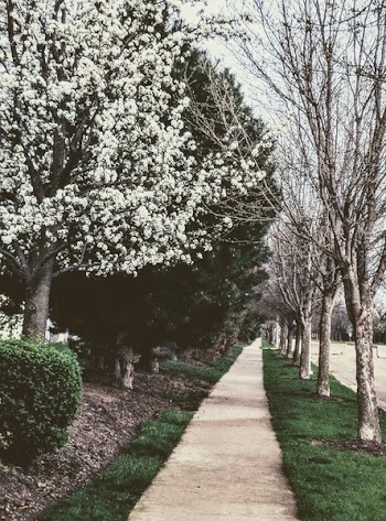 White Flowers On Trees