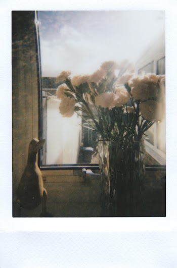 White Flowers on Vase