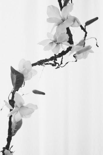 White Flowers on White Textile · Free Stock Photo
