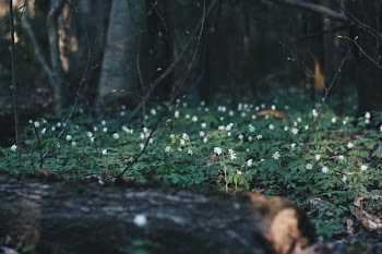 White Flowers Surrounded by Green Grasses