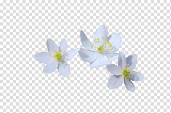 White flowers transparent background PNG clipart