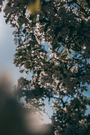 White Flowers Under Blue Sky