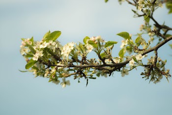 White Flowers Under Cloudy Sky