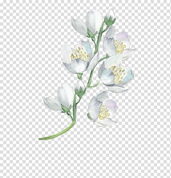 White flowers, Watercolor painting Flower Floral design Illustration, Watercolor flowers transparent background PNG clipart
