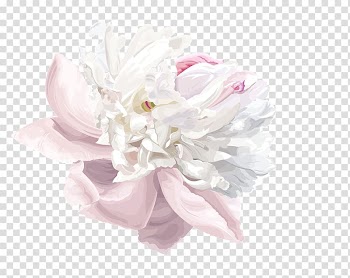 White flowers , Watercolor painting Peony, peony transparent background PNG clipart
