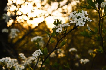 White Flowers With Green Leaves