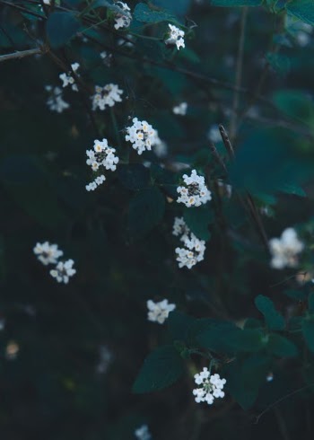 White Flowers With Green Leaves · Free Stock Photo