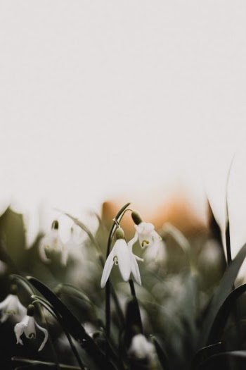 White Flowers With Green Leaves · Free Stock Photo
