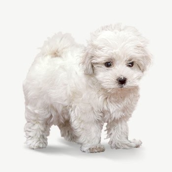 White fluffy puppy collage element | Free PSD - rawpixel