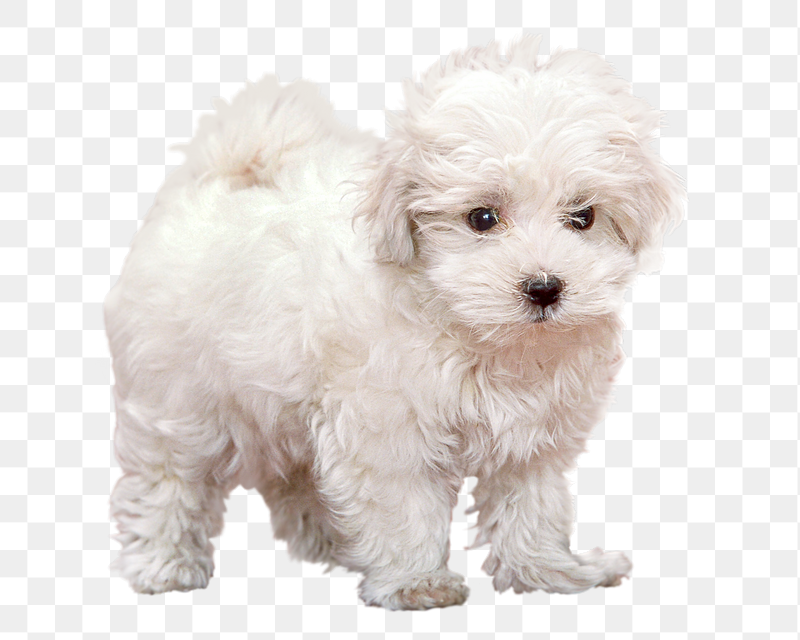 White fluffy puppy png sticker, | Free PNG - rawpixel