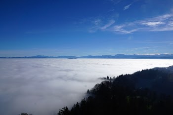 White Fogs Near Grass