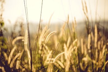 White Fountain Grass