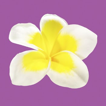 White frangipani, spring flower clipart | Free Photo - rawpixel