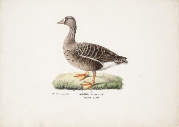 White-fronted goose, 1829, Magnus Von | Free Photo - rawpixel