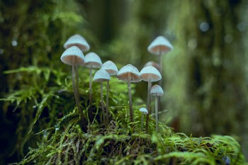 White Fungi