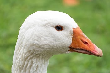 White Fur and Orange Beak Animal
