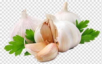 White garlic illustration, Garlic press Shallot Vegetable Alternative Health Services, Garlic transparent background PNG clipart