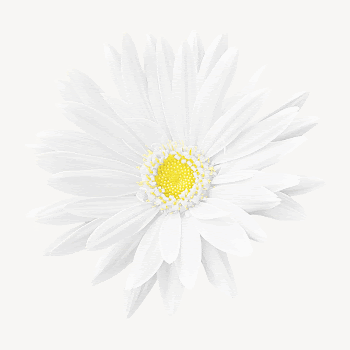 White gerbera collage element psd | Free PSD - rawpixel