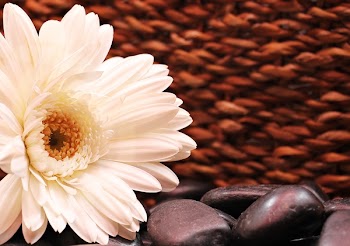White Gerbera Daisy Flower in Bloom on Black Pebbles