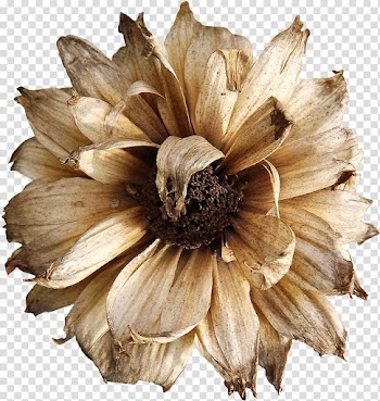 White Gerbera flower, Flower Euclidean , Dry flower transparent background PNG clipart