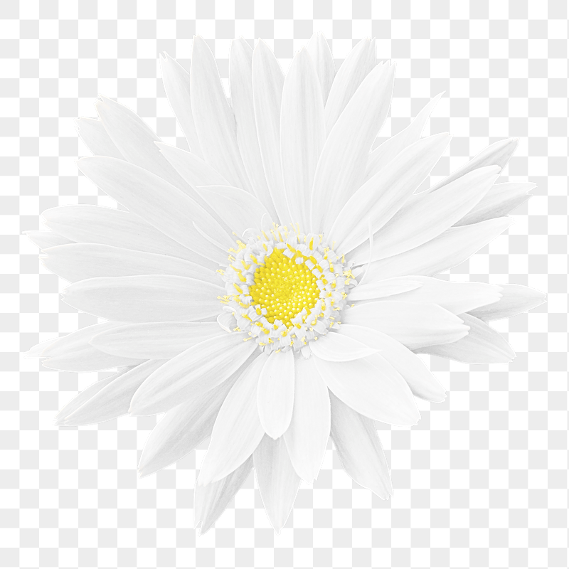 White gerbera png sticker, transparent | Free PNG - rawpixel