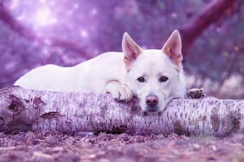 White German Shepherd Lying on Brown Log Close-up Photo