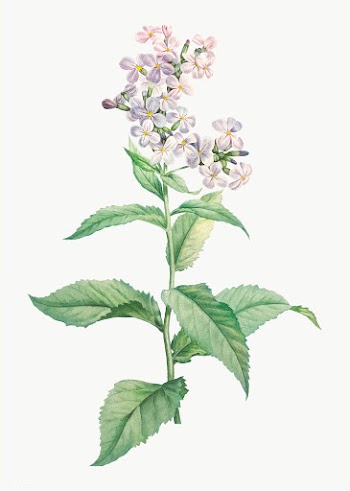 White gillyflower in bloom | Free stock vector - 574019