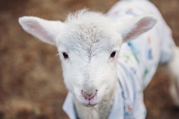 White Goat