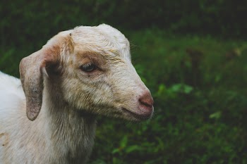 White Goat in Shallow-focus Shot