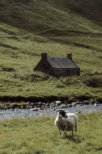 White Goat on Green Grass Field