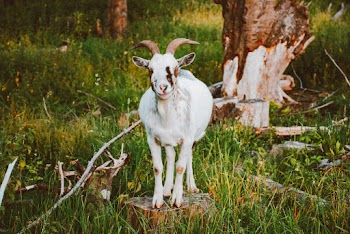 White Goat Standing on Wood Log