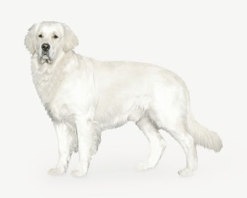 White golden retriever dog collage | Free PSD - rawpixel