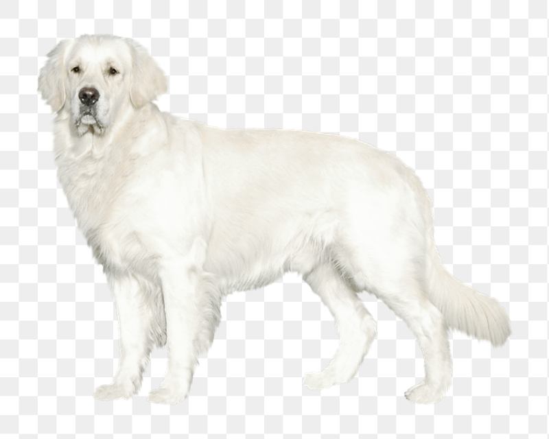 White golden retriever dog png | Free PNG - rawpixel