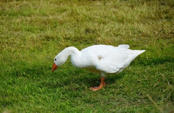 White Goose on Green Grass Field during Daytime
