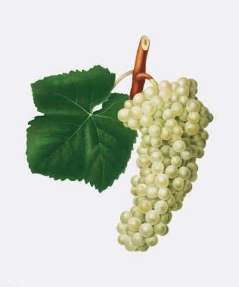 White Grape from Pomona Italiana (1817 - 1839.. | Free stock vector - 488138