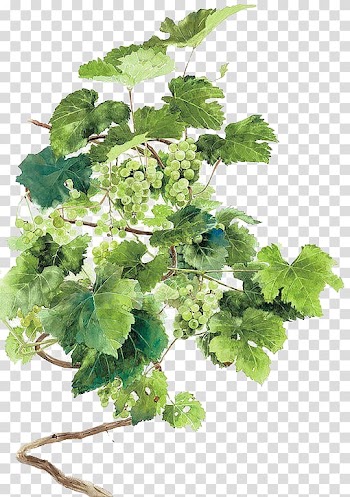 White grape fruits, Common Grape Vine Wine Watercolor painting, Hand drawn green grapes transparent background PNG clipart