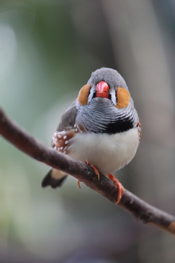 White Gray Black and Orange Bird on Brown Tree Branch during Daytime