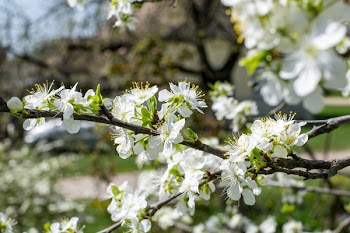 White Green Flowers during Daytime