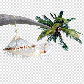 White hammock on coconut tree , Arecaceae Coconut, coconut tree transparent background PNG clipart
