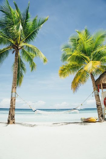 white hammock tied to coconut trees